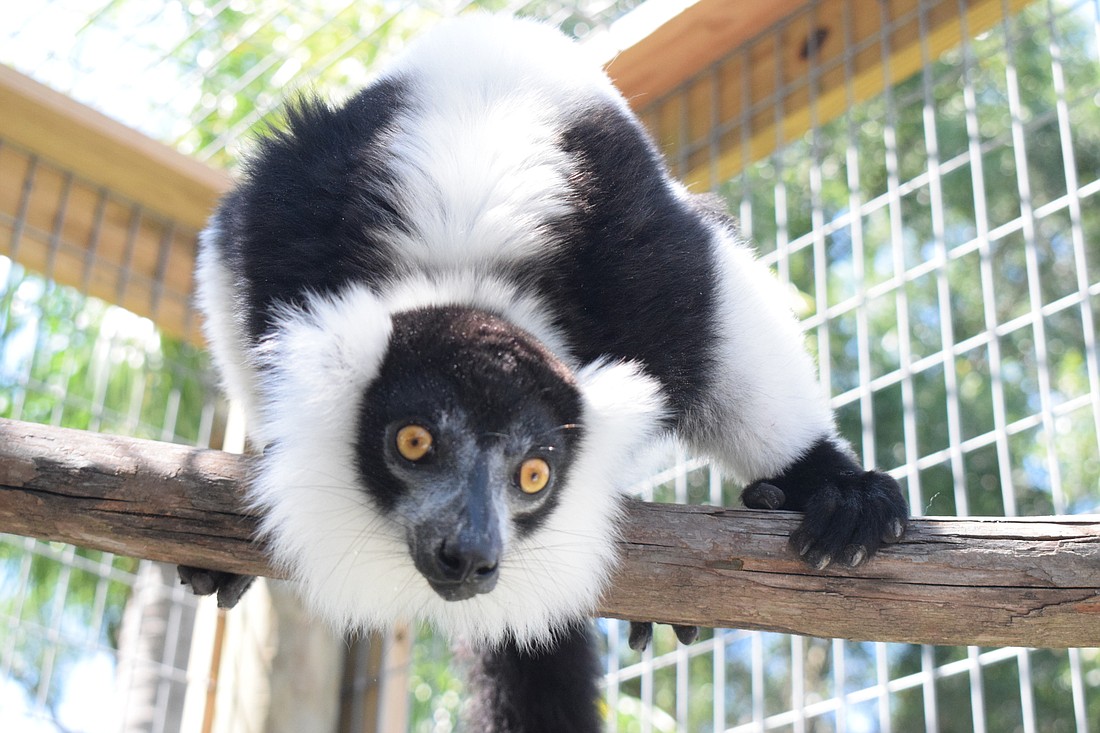 Ziggy, a lemur at Big Cat Habitat, is ready to interact with any visitors. He loves to jump around and explore.