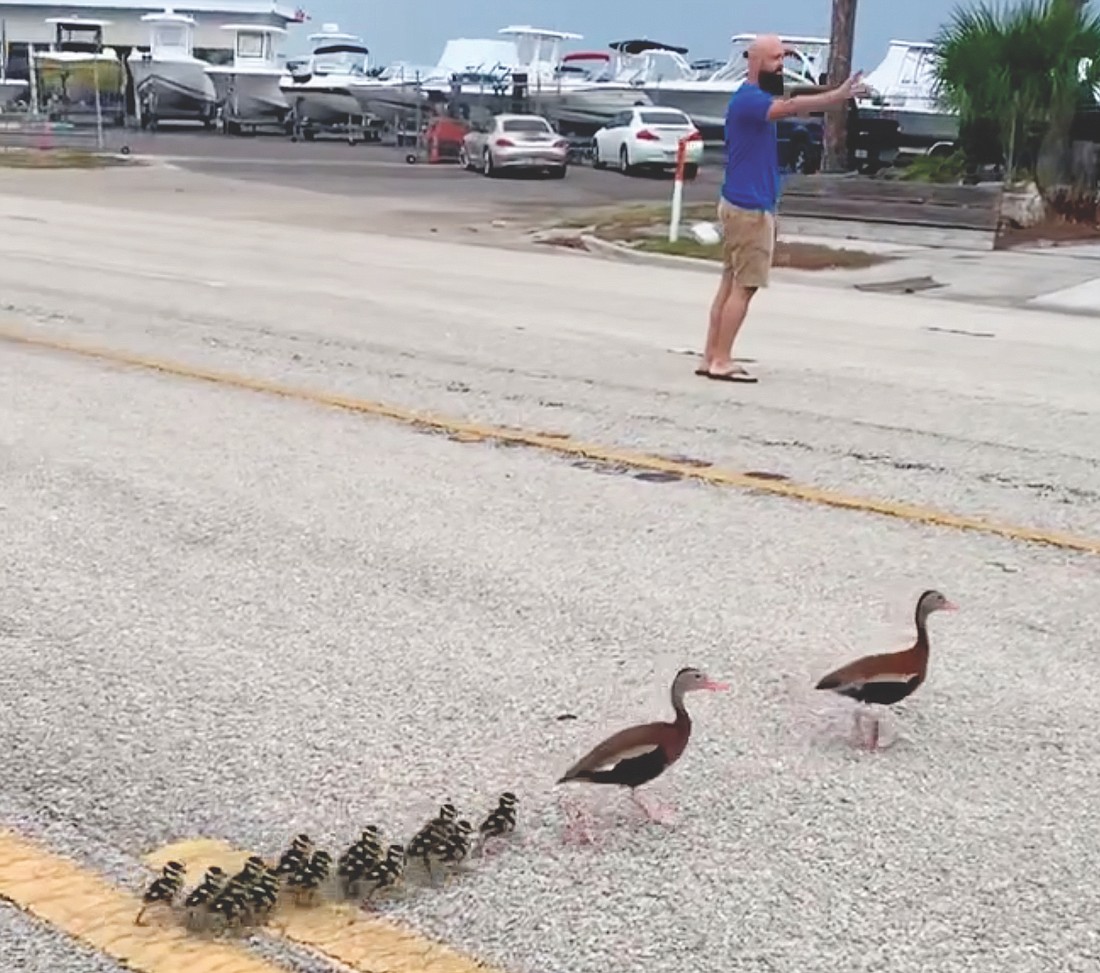 The duck family crosses busy U.S. 41 on Monday morning.