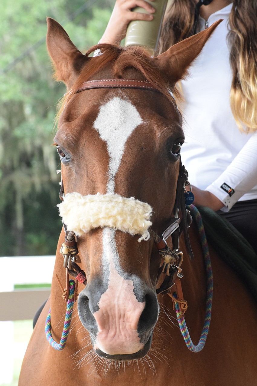 Cherokee is one of the horses campers get to ride.