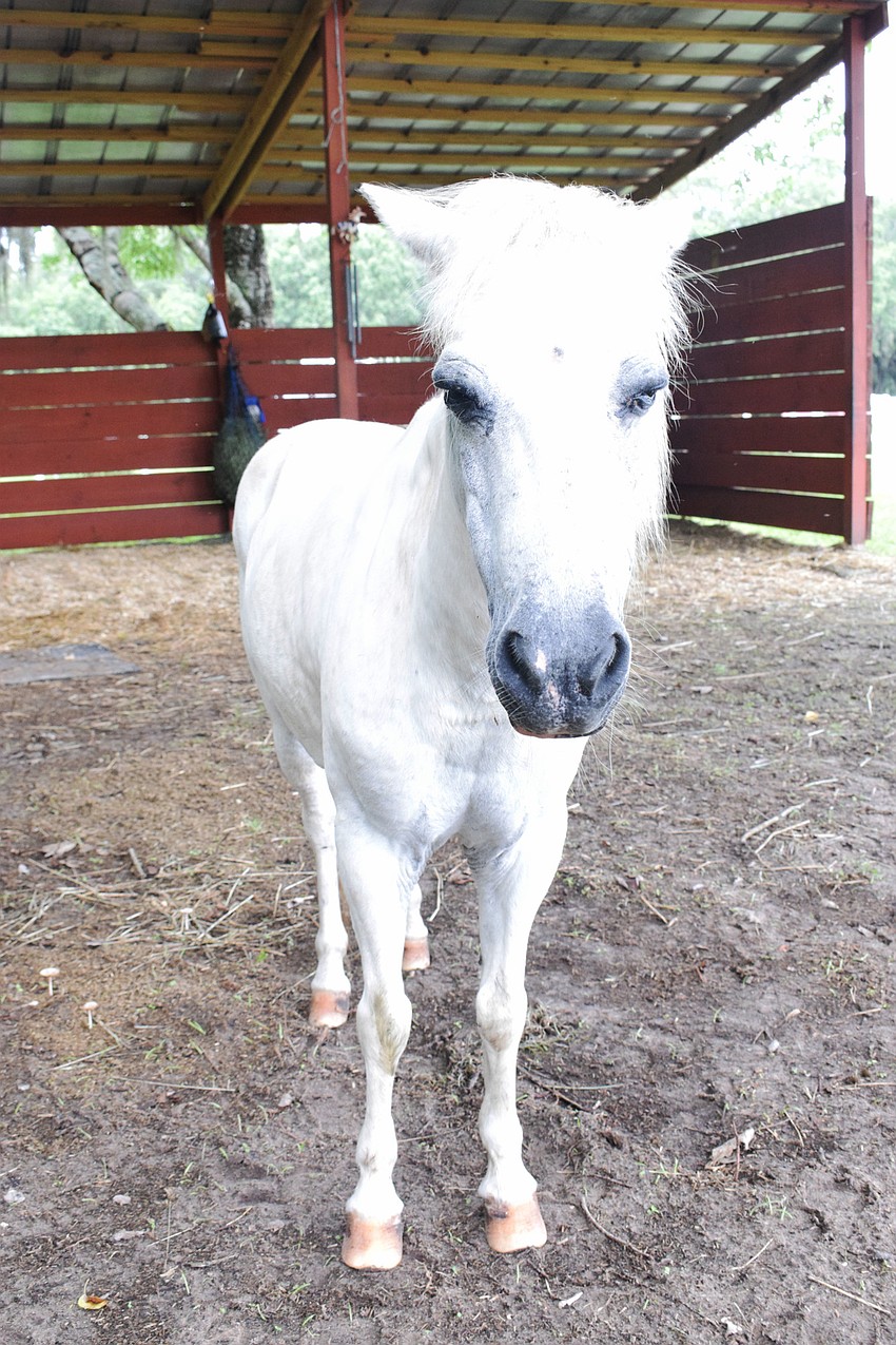 Campers spend time with Jewel, a pony. The two ponies will be at SMART just for the duration of the camp, which ends June 30.