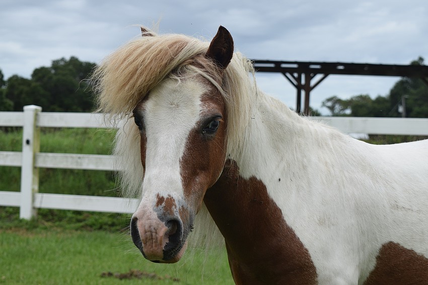 Dazzle, a pony, likes getting attention from the campers.