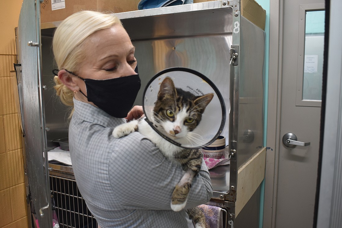 Manatee County Animal Services Chief Sarah Brown holds Elwood, a tabby who was taken in by the shelter Jan. 10. Commissioners are debating how to fix the problem of the county&#39;s overcrowded shelter. File photo.