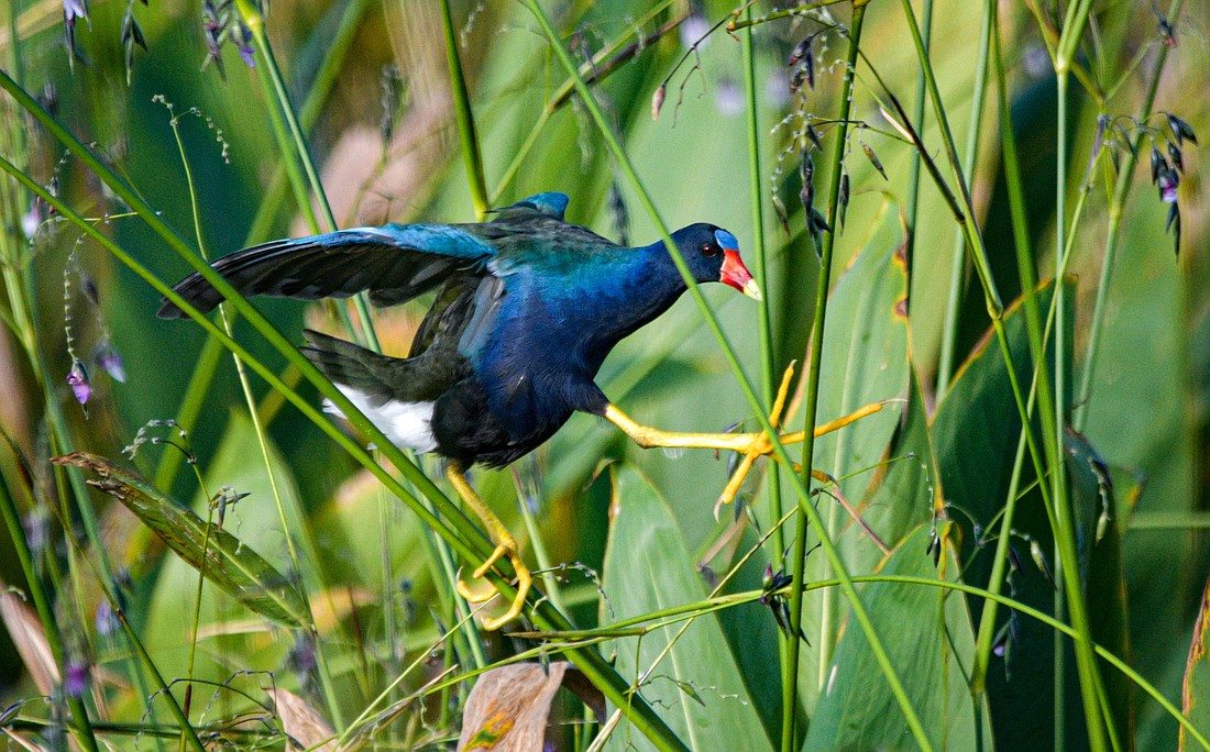 Purple gallinules use their large feet and long toes to acrobatically navigate alligator flag, and other marsh vegetation, in quest of food. (Miri Hardy)