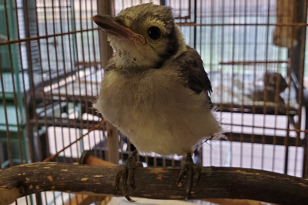 Sarasota's Save Our Seabirds Explains How To Help An Injured Bird 