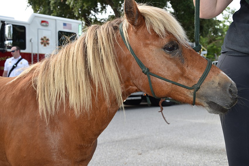 The horse named Uncle D walked in Sunday morning's Freedom Fest parade.