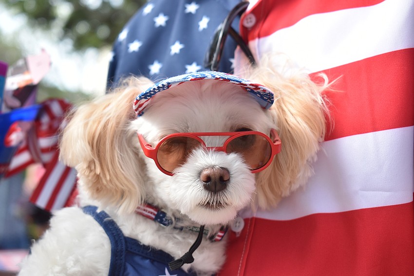 Biscuit Roberts won Most Patriotic in the Hot Diggity Dog! contest.