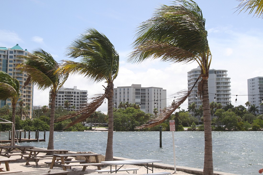 Palms sway along the Sarasota bayfront on Wednesday morning.