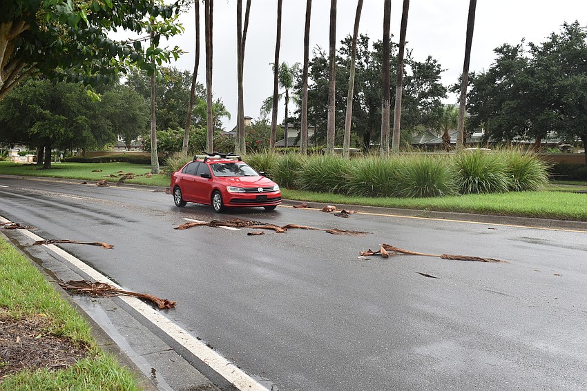 Traffic drives through palm branches Wednesday morning on Lakewood Ranch Boulevard. Photo by Brendan Lavell