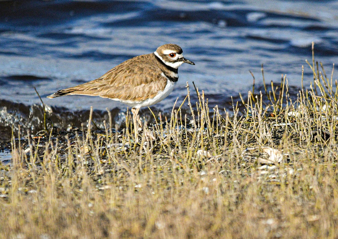 Killdeer, who are named for their shrill, two-syllable call, are shorebirds who are equally at home away from the beach. (Miri Hardy)