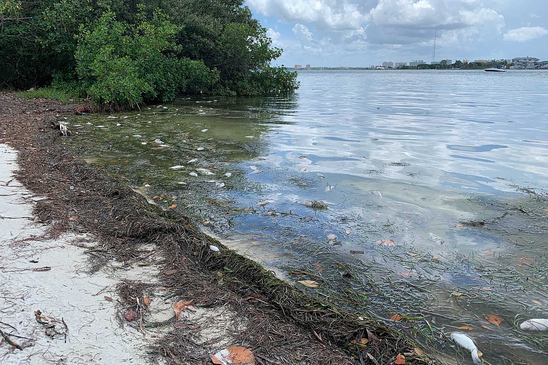 Longboat Key receives reports of red tide Your Observer