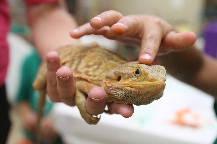 Potato the bearded dragon was relaxed during the day.
