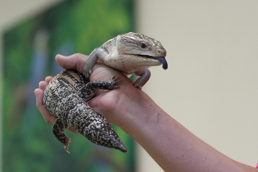 Britney Webb brings out Doc the skink.