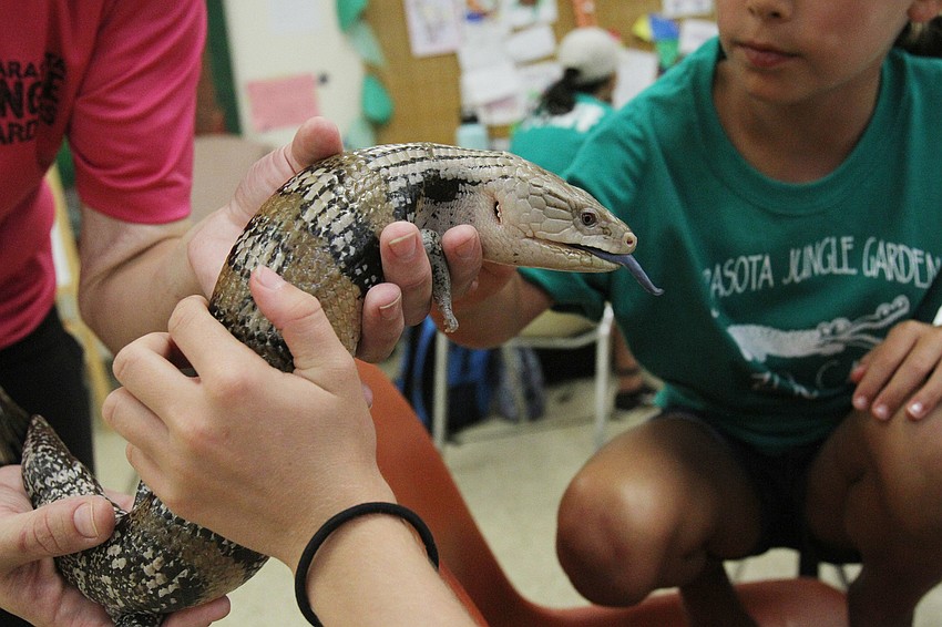 Britney Webb brings out Doc the skink.
