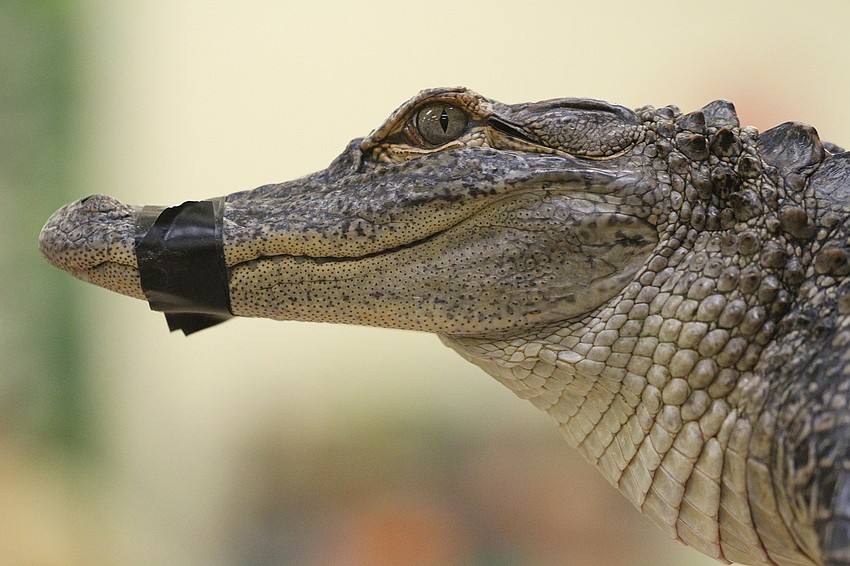 The program's animal segment ended with Earth the alligator.