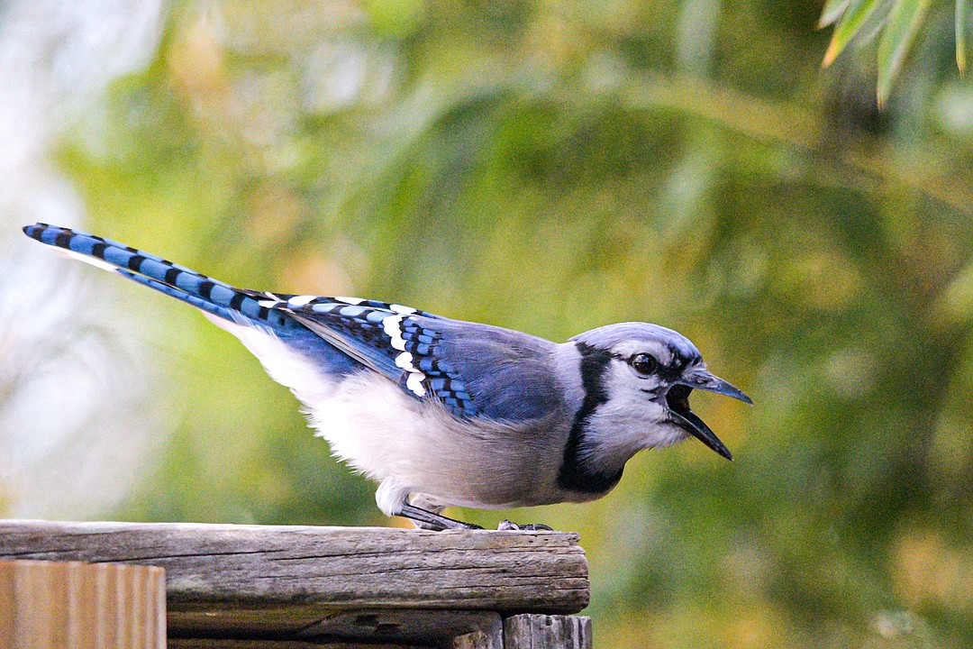 Bird of the Month: Blue Jay  Mississippi State University