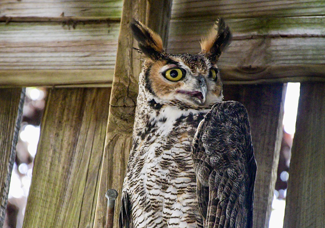 Like many great horned owls hit by vehicles, Archimedes, one of over 100 residents at Save Our Seabirds&#39; Wild Bird Learning Center, suffered severe wing injuries and can no longer sustain flight. (Miri Hardy)