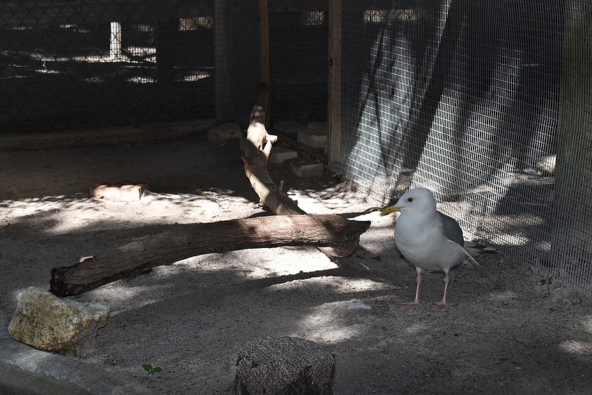A ring-billed gull