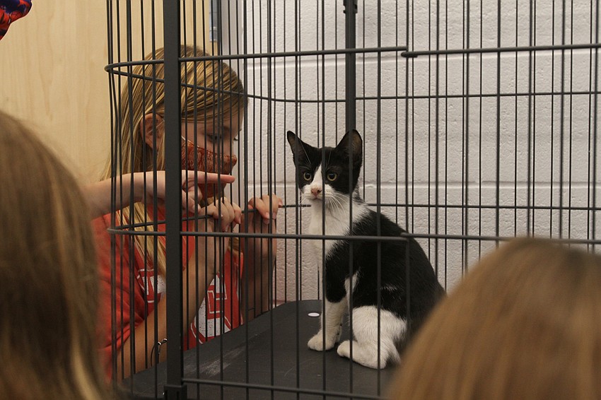 Campers prepare to play with the kittens.