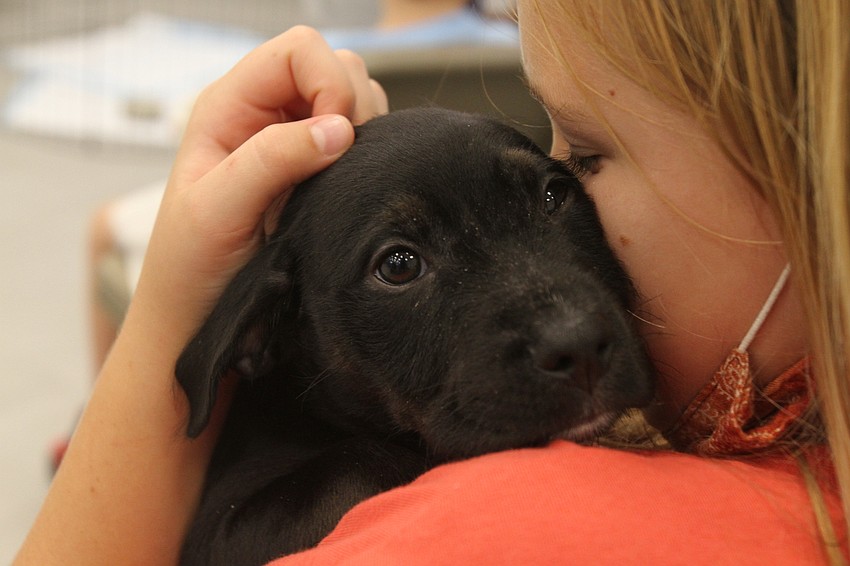 Campers play with dogs and cats.