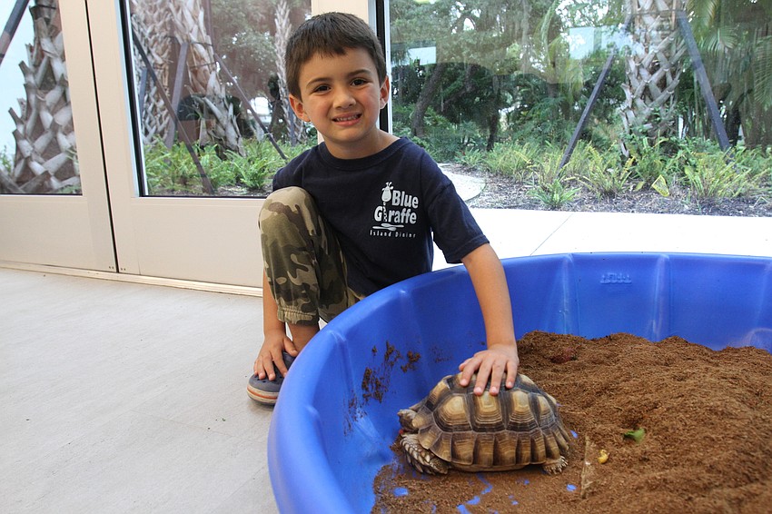 Noah Greber pays attention to the shelter's tortoise.