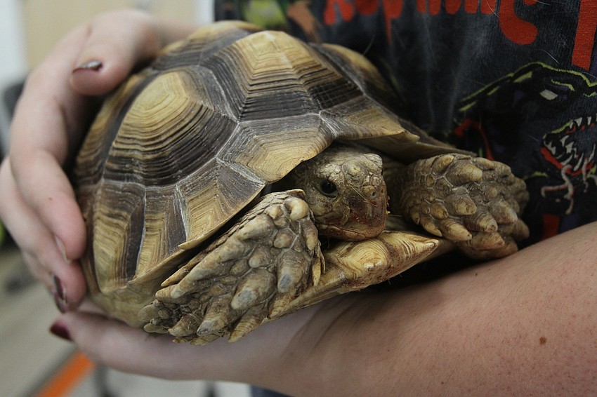 Leonardo the tortoise