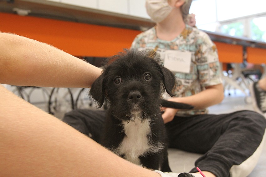 Campers play with dogs and cats.