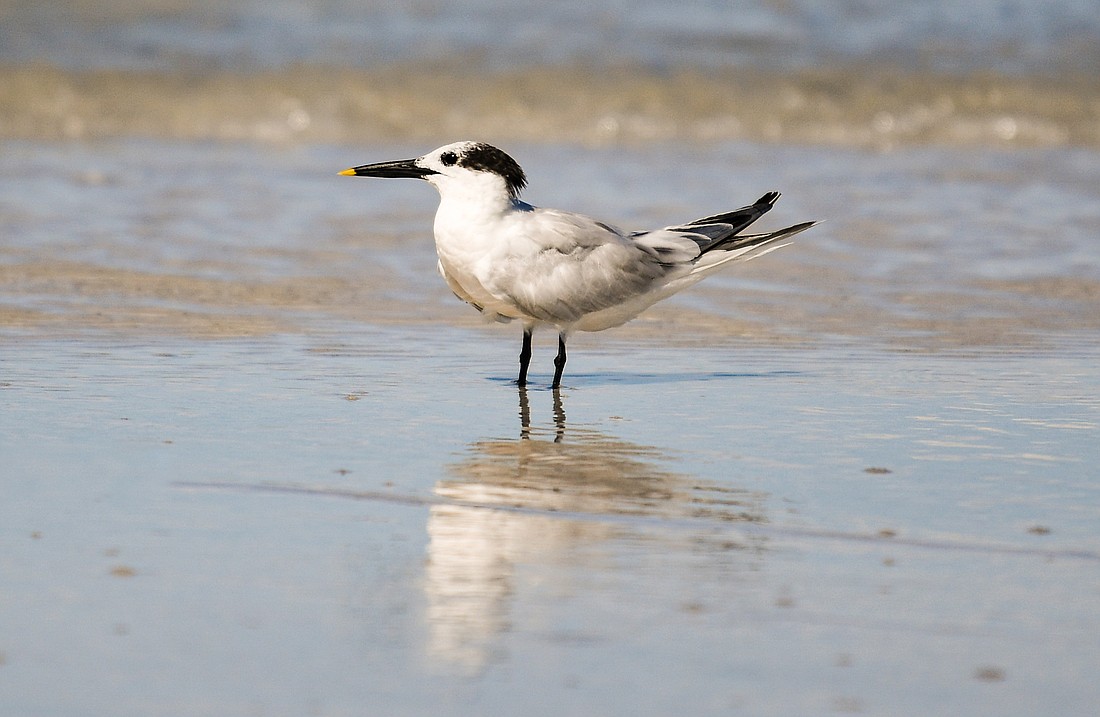 Sandwich terns get their name from the seaside English town in which they were first observed. (Miri Hardy)