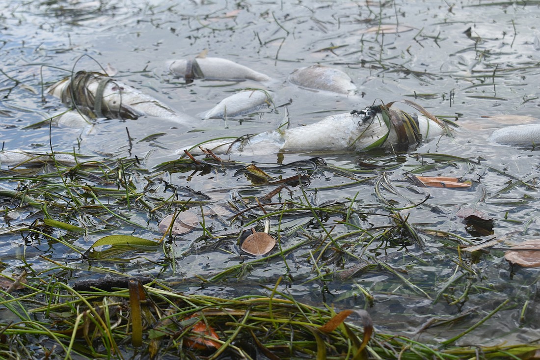 Dozens of dead fish were washing up on the shores of Quick Point Nature Preserve on July 12.