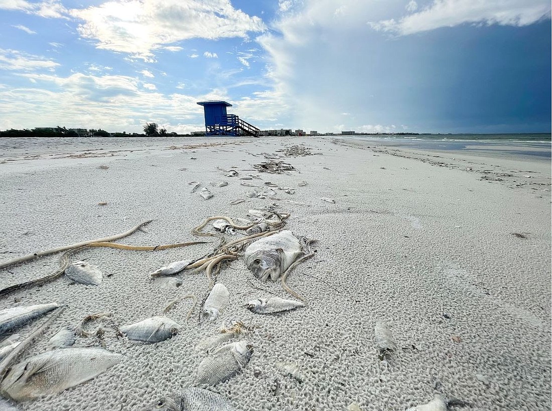 Dead fish line a Sarasota County beach the week ending July 30. Despite resident concerns, the county did not mobilize its beach cleanup efforts until Wednesday. Image courtesy Sarasota County.