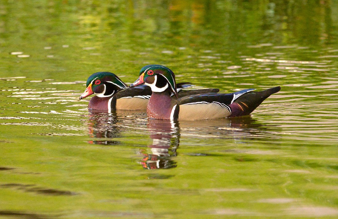 Wood ducks, who nest in tree cavities, are one of the few native duck species that breed and nest in Florida. (Miri Hardy)