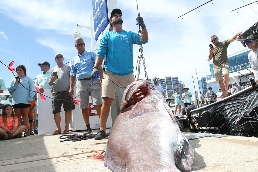 Patrick Lustro gets a warsaw grouper from Gulf Shore Offshore onto the hook.
