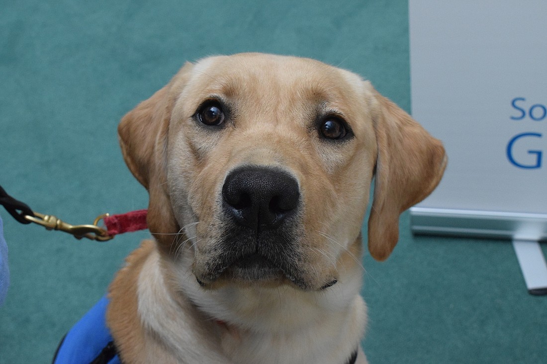 Grant, a 1-year-old puppy, has been living with Lakewood Ranch&#39;s Teresa Will. He&#39;ll go to university at Southeastern Guide Dog&#39;s campus in Palmetto in October for more training.