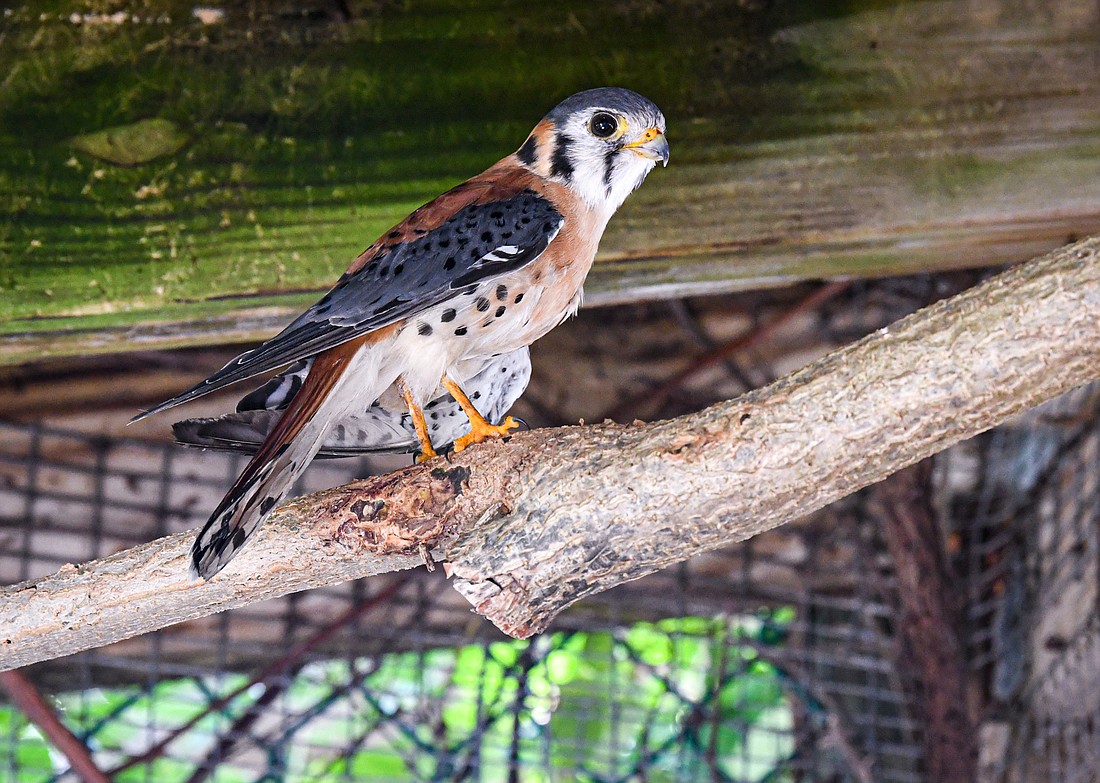 American kestrels are the smallest species of falcon. They are typically the size of a blue jay.