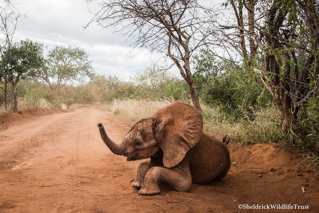 Lemeki, a 3-year-old elephant with the Sheldrick Wildlife Trust, was found abandoned in Kenya as a result of flooding. Photo courtesy and copyright of the Sheldrick Wildlife Trust.