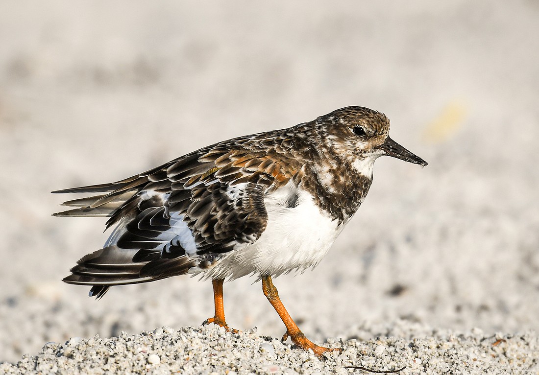 Ruddy turnstones frequent the wracklines of beaches, looking for food. (Miri Hardy)