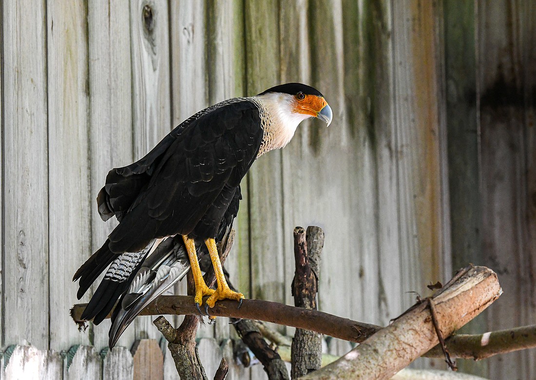 A threatened species, mostly due to habitat loss, direct human-caused mortality, such as shootings and car collisions, are also be a factor in the decline of the crested caracara. (Miri Hardy)