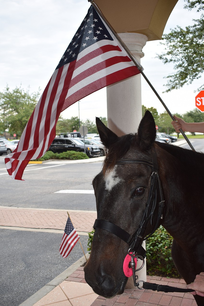Hormiga might be a polo horse, but he was calm watching the Day of Remembrance ceremony at Main Street at Lakewood Ranch.