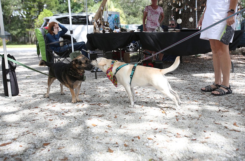Hormiga the dog meets Holly the dog.