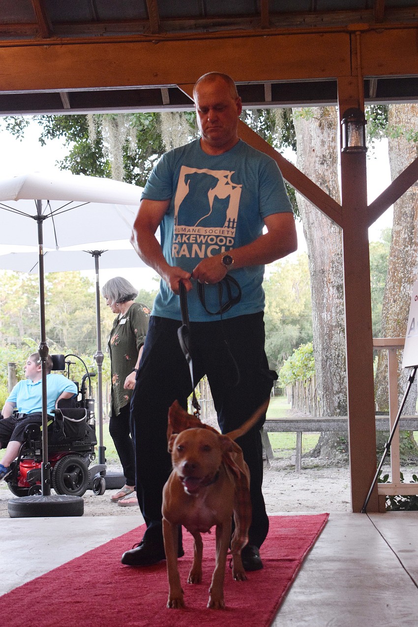 Dan Christianson, a volunteer with the Humane Society at Lakewood Ranch, walks Laurel down the red carpet.
