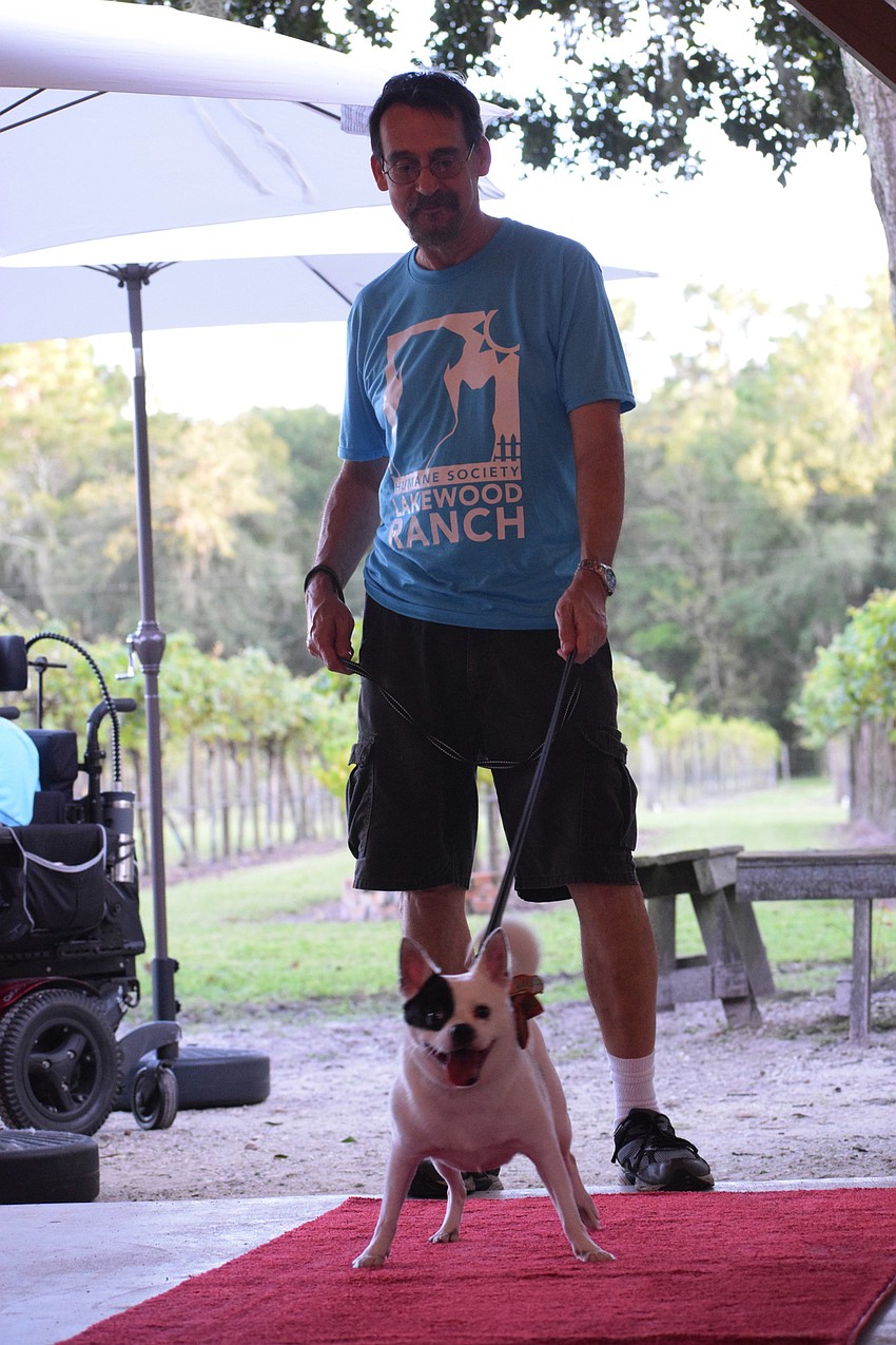John Waite, a volunteer for the Humane Society at Lakewood Ranch, is ready to walk down the red carpet with Ellie.