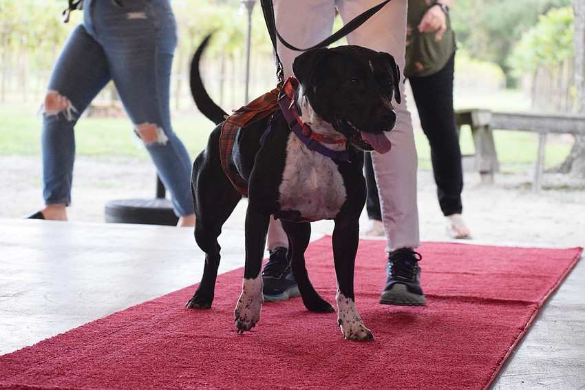 Rose, a hound mix, struts excitedly struts down the red carpet.