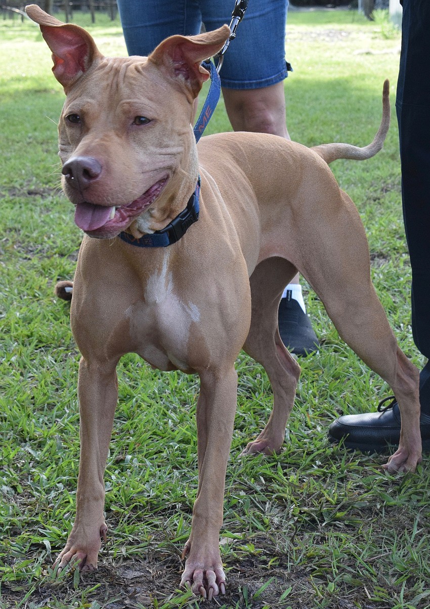 Laurel, a 4-year-old mix vizsla, loves to play fetch and hold toys in her mouth while showing them to people with pride.