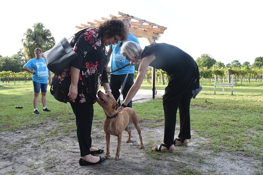 Lakewood Ranch's Janet Apfel and Stephenie Frasher pet Laurel, a 4-year-old mix vizsla.