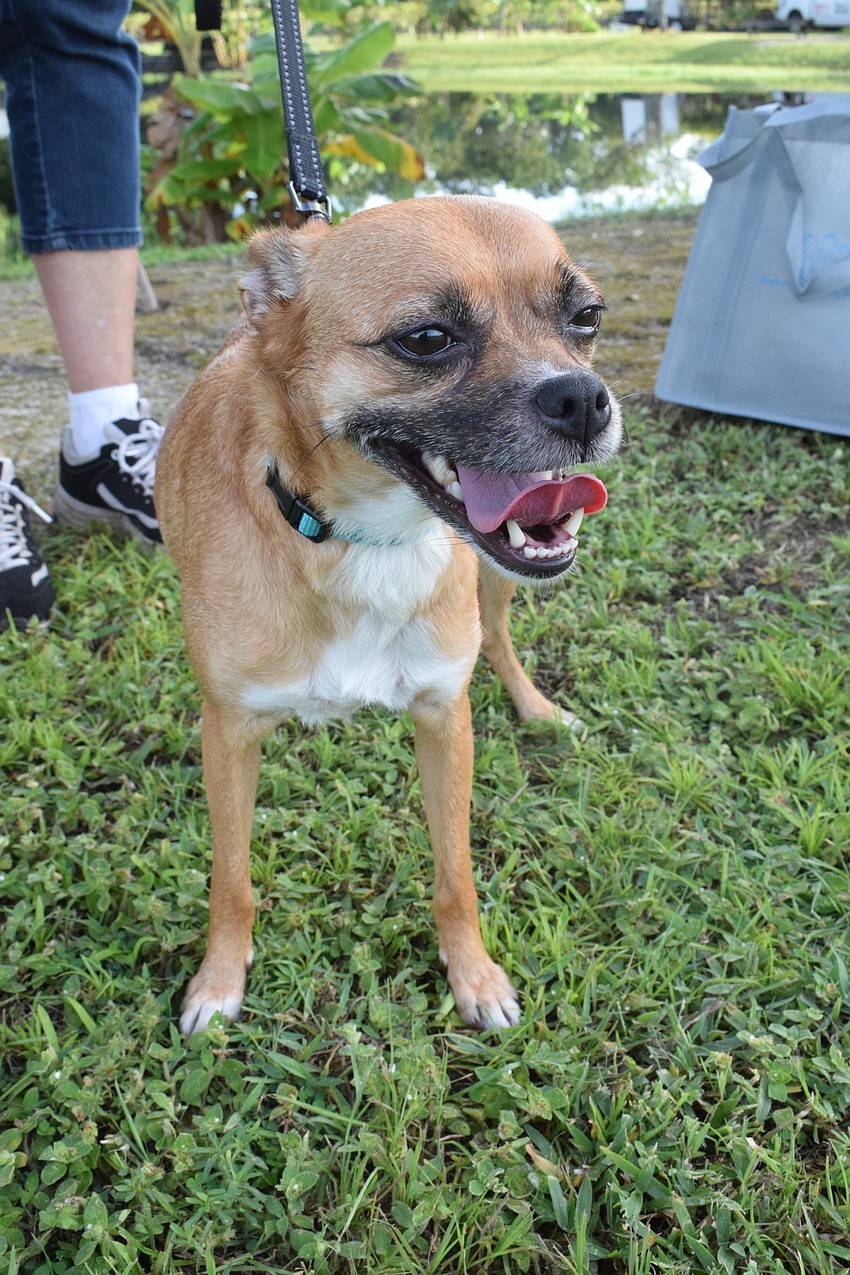 Trixie, a 4-year-old chihuahua mix, loves greeting people.