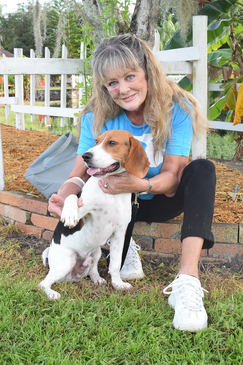 Kat Christianson, a volunteer with the Humane Society at Lakewood Ranch, shares information about Otis, a 1-year-old beagle.