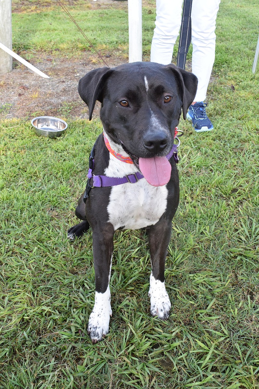 Rose, a 5-year-old hound mix, has been with the Humane Society at Lakewood Ranch for a year.