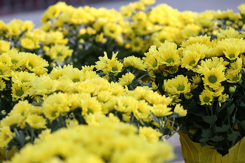 Students took photos of flowers assembled outside.