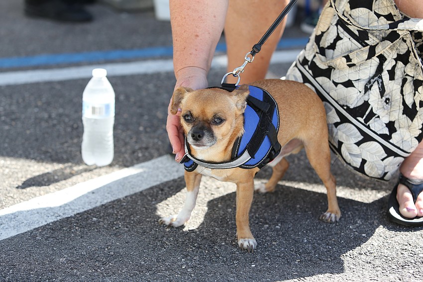 Choo Choo the dog prepares for a big crowd.