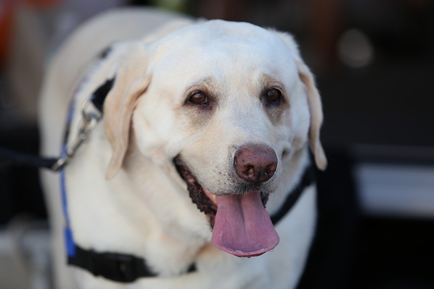 Cooper the dog enjoys the day.