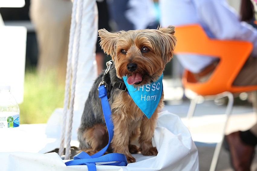 Harry the dog rests for a moment.